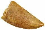 Serrated Raptor Tooth - Real Dinosaur Tooth #358026-1